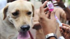 الوكالة المغربية للأدوية تسحب دفعة من مستحضر طبي للوقاية من داء السعار بسبب عدم مطابقتها لمعايير الجودة.