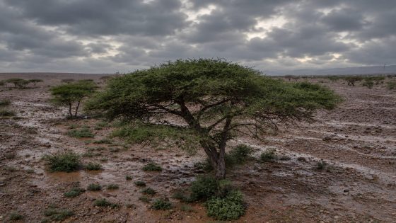 أمطار وزخات رعدية مرتقبة بالأقاليم الجنوبية وانخفاض في درجات الحرارة بعدد من مناطق المغرب
