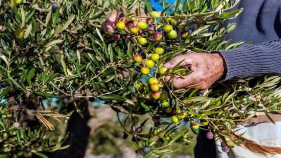 رغم خسائر العواصف الرعدية.. مهنيون يتوقعون استقرار أسعار زيت الزيتون خلال الموسم الجديد